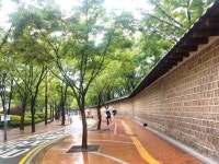  [지금 한국에선] 덕수궁 돌담길 