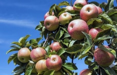  “이번 주말 애플피킹 어떠세요” 