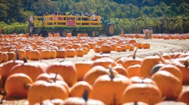 가을 단풍보다 더 고운 호박