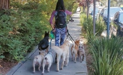 개 나들이 ‘종종종’