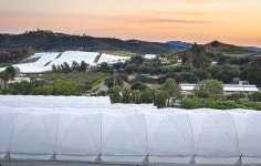 [화제] 독특한 채소로 유명 셰프들 사로잡는 한인농장