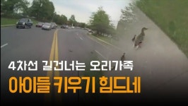 오리가족의 험난한 4차로 건너기