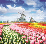 [투어멘토 박평식의 여행 이야기] ‘풍차’·‘튤립’…서유럽의 봄