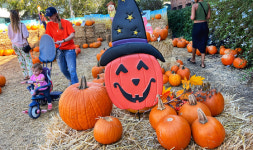 핼러윈 펌킨 패치 등장