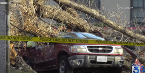 나무 쓰러져 운전자 사망