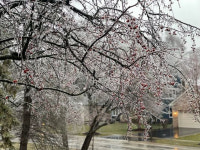 [신호철의 시가 있는 풍경]세 번 꽃 피는 벚꽃