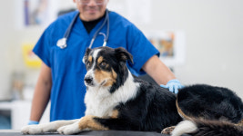 재정난에 반려동물 포기 급증…지역 동물보호소 초만원 사태