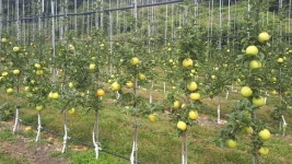 봉화군, 대세 황금사과 ‘골든애플’ 확대