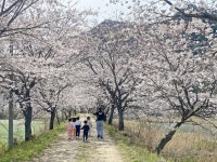 장흥군 용산면, 상춘객맞이 남상천 벚꽃길 환경정화