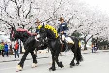 한국마사회 서울경마공원 벚꽃길, 3년 만에 무료 개방
