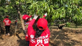 국민의힘 조현일 경산시장 후보, 과수 농가 찾아 일손돕기