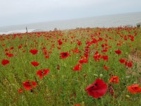지금 영광은, 들숨에 봄꽃내음, 날숨에 여름향기