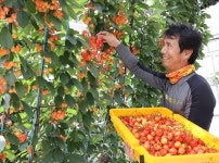 [포토] 함양산 체리 첫 수확