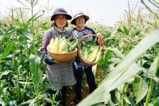 수분가득 해남 초당옥수수 “여름아! 가볍게 만나자”
