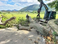 장흥군, 가로수 등 수목피해 복구 총력