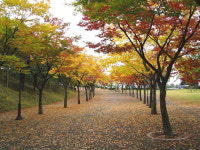 울산시설공단, 울산체육공원 조망산책로 일대 낙엽 산책길 조성