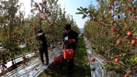 영덕군, 기획·홍보 직원들, 합동 농촌봉사활동 전개
