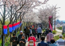 부산 강서구 ‘낙동강30리 벚꽃축제’ 4년 만에 개최