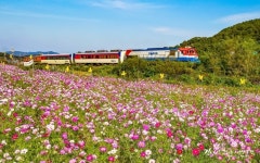 김천시 “어모면에서 코스모스와 함께 화사한 가을 만끽하세요”