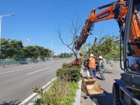 울산시설공단, 가로수 결주지 보완식재공사 실시