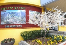 장성군 진원면 “모든 슬픔 사라지는 미선나무 꽃 활짝”