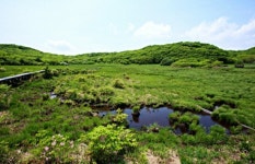 인제 대암산 용늪 생태탐방 16일 재개