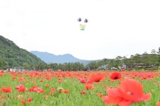 청송군, 주왕산관광단지 꽃양귀비 개화 시작