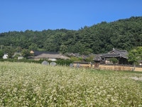 영덕 영해면 괴시리, 전통마을 메밀꽃밭 진풍경