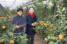 구미에서 자란 천혜향·레드향 인기몰이