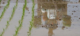 오늘 '곡우(穀雨)', 전국에 봄비...낮 최고기온 15~19도