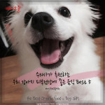 [카드뉴스] 수의사가 추천하는 반려견 피부건강에 좋은 음식