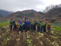 가북면 주민자치위, 사랑의 김장배추 수확