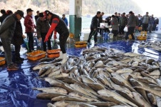 겨울바다의 진객 거제시어 대구와 함께하는 제13회 거제대구수산물축제가 거제 외포항에서 열려