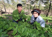 약초인지역농특산물 | 스트레스 해소에 좋은 산청 산마늘 맛보세요
