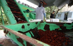 대한민국 대표과일 산청햇밤 수매 시작