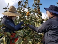 농협 하동군지부, 단감수확 일손돕기 실시