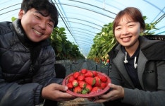 겨울엔 새콤달콤 산청 딸기 드셔보세요