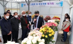 경기도농업기술원, 핑크아미 등 자체 개발 장미 신품종 평가회 열어