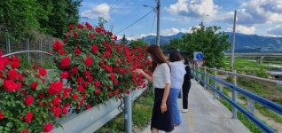 거창군 남하면 장미꽃길로 드라이브 오세요~