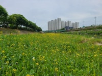 거창군, 위천천 강변 유채꽃 노란물결 넘쳐