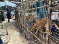 경기도 특별사법경찰단, 동물 관련 불법행위 대거 적발