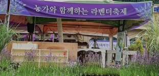 허브의 여왕, 향기의 여왕, 라벤더축제로 여행을 떠나보자