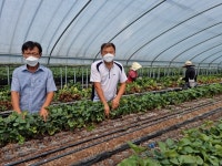 산청군 신등면 딸기 모종 작업 농가 방문