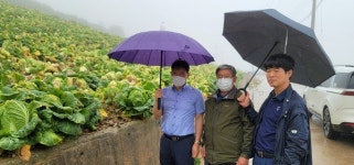 강원도, 고랭지배추 추석 전 작황ㆍ물가안정 점검