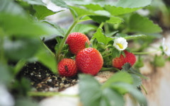 화천산 가을 딸기 생산기반 조성지원