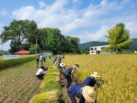 양평군, 토종벼 벼베기행사 개최···토종자원 가치확산