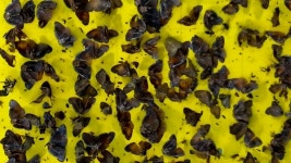 합천군, 농작물 돌발해충 방제 총력