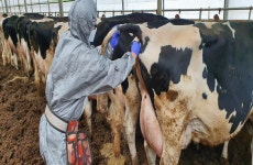 강원도, 젖소 결핵병 청정화 기반 구축···소 결핵병 음성농장 인증 완료