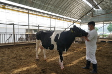 연천군, 경기도 한우·젖소 경진대회서 축산농가 2곳 수상