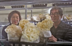 새하얀 산청 꽃송이버섯 대형마트서 만나요